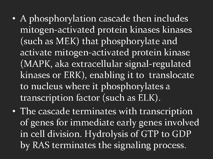  • A phosphorylation cascade then includes mitogen-activated protein kinases (such as MEK) that