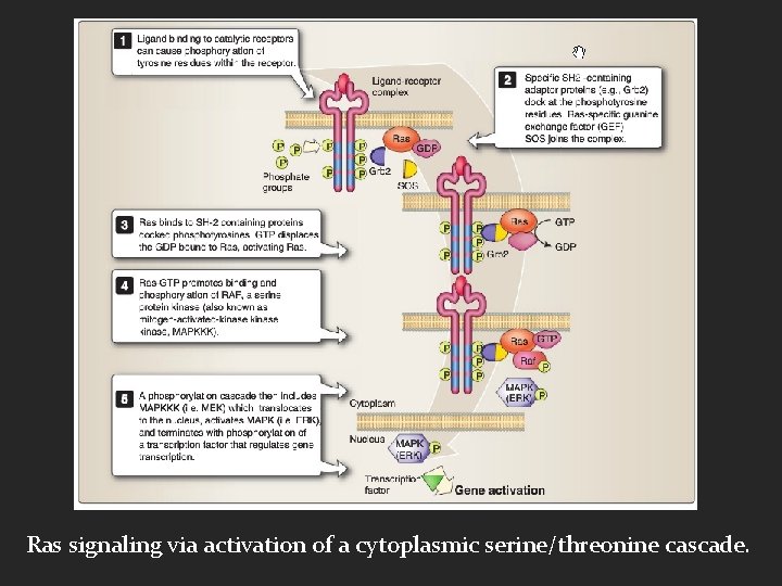 Ras signaling via activation of a cytoplasmic serine/threonine cascade. 