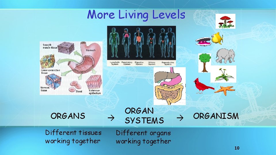 More Living Levels ORGANS Different tissues working together ORGAN SYSTEMS Different organs working together