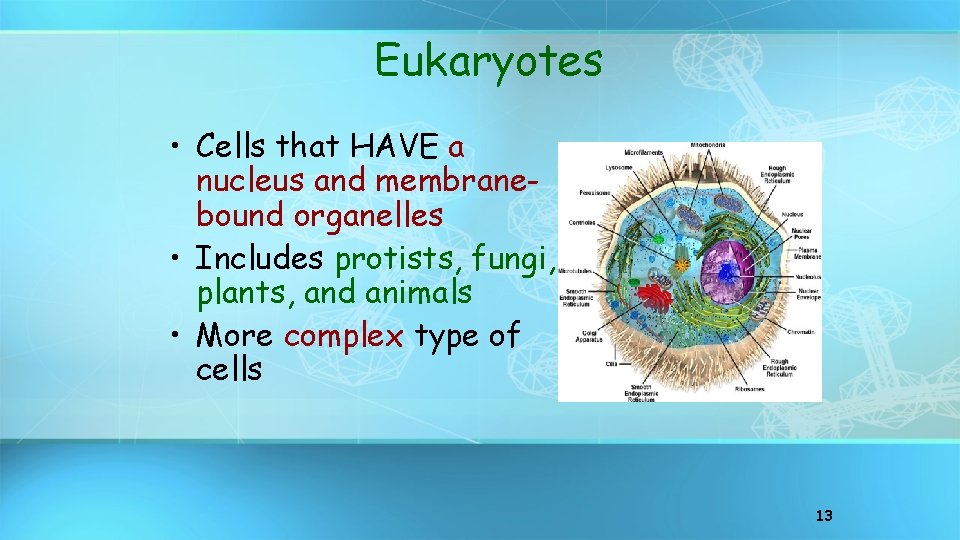 Eukaryotes • Cells that HAVE a nucleus and membranebound organelles • Includes protists, fungi,