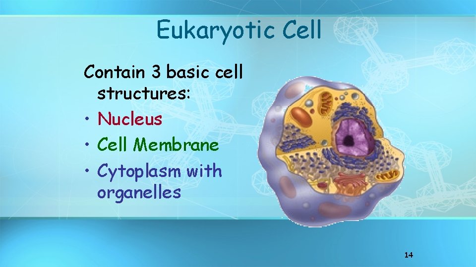 Eukaryotic Cell Contain 3 basic cell structures: • Nucleus • Cell Membrane • Cytoplasm
