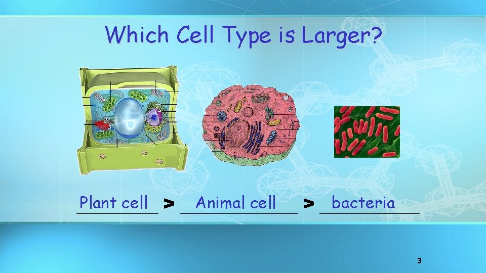 Which Cell Type is Larger? Plant cell > _______ Animal cell bacteria _____ >