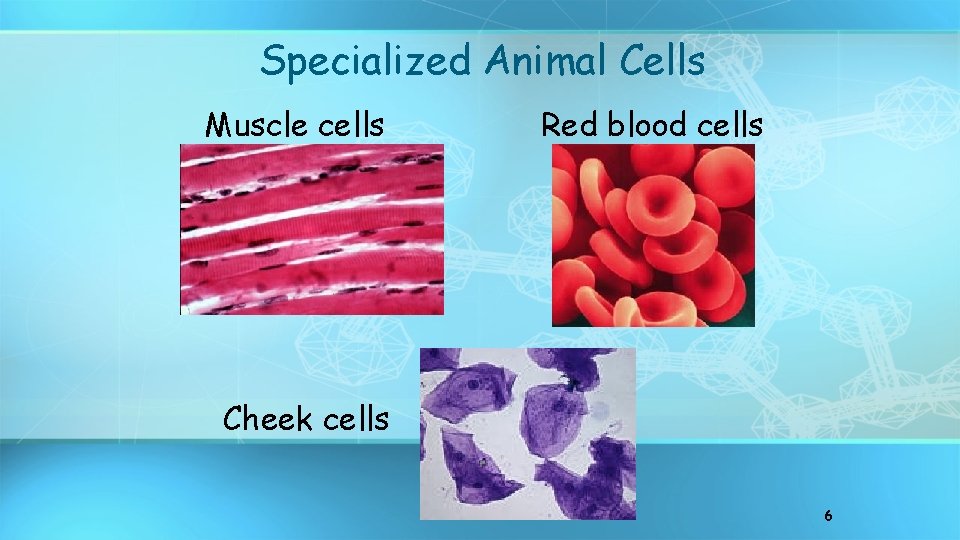 Specialized Animal Cells Muscle cells Red blood cells Cheek cells 6 