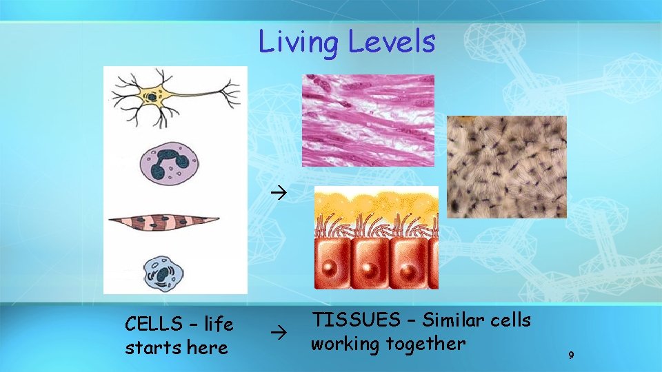 Living Levels CELLS – life starts here TISSUES – Similar cells working together 9
