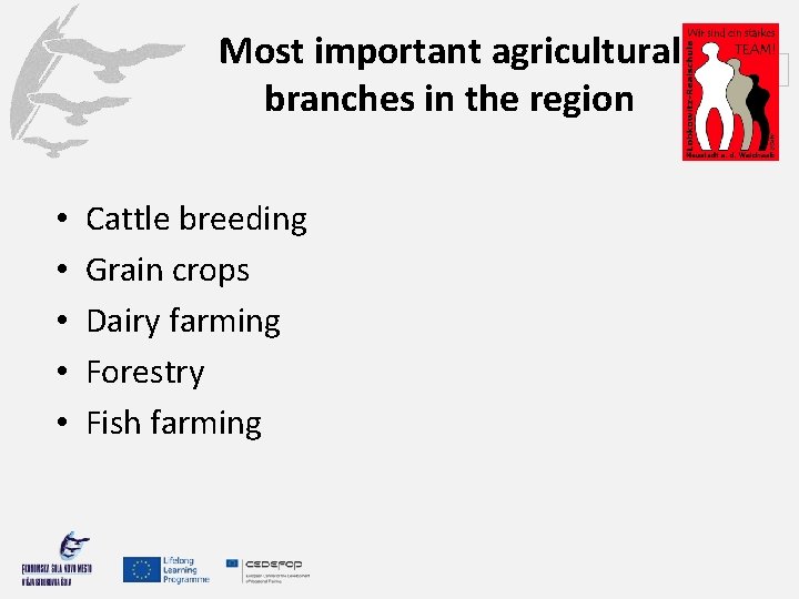 Most important agricultural branches in the region • • • Cattle breeding Grain crops