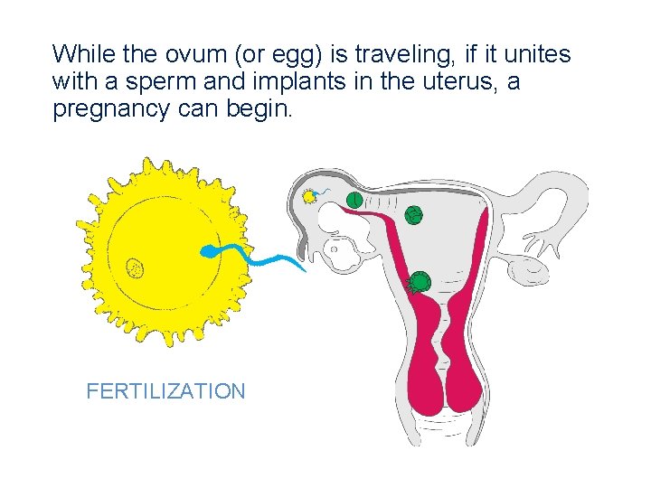 While the ovum (or egg) is traveling, if it unites with a sperm and