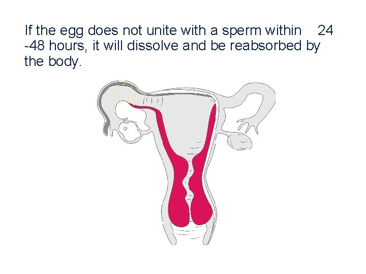 If the egg does not unite with a sperm within 24 -48 hours, it