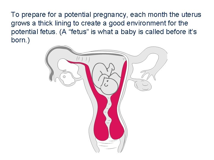 To prepare for a potential pregnancy, each month the uterus grows a thick lining