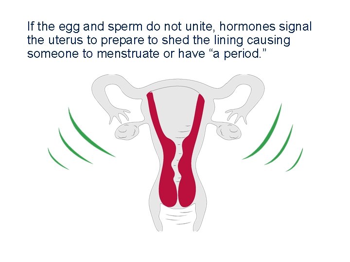 If the egg and sperm do not unite, hormones signal the uterus to prepare