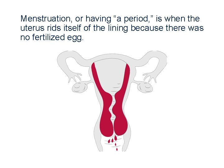 Menstruation, or having “a period, ” is when the uterus rids itself of the