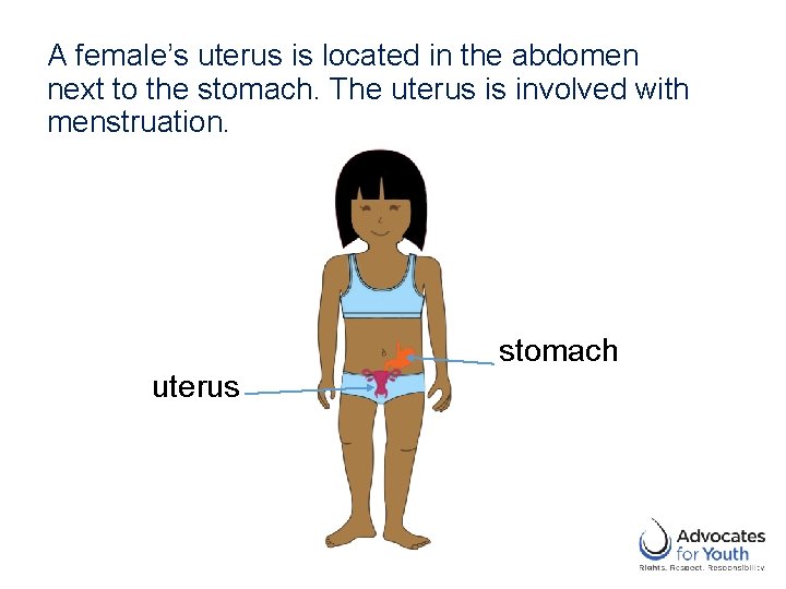 A female’s uterus is located in the abdomen next to the stomach. The uterus