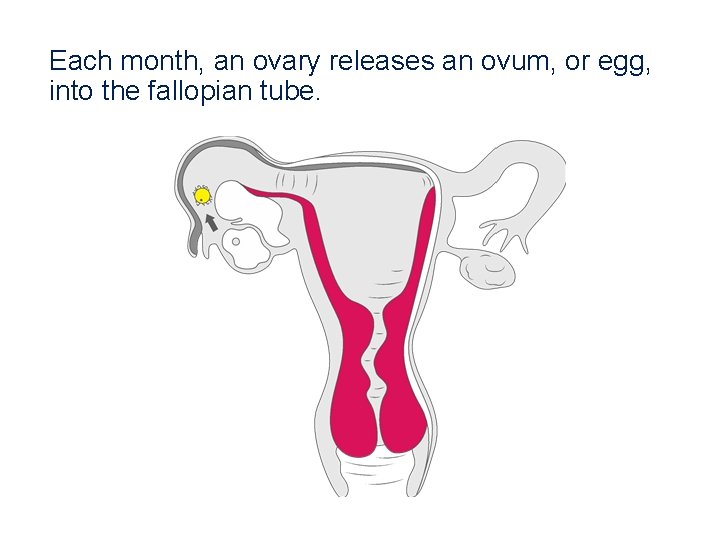 Each month, an ovary releases an ovum, or egg, into the fallopian tube. 