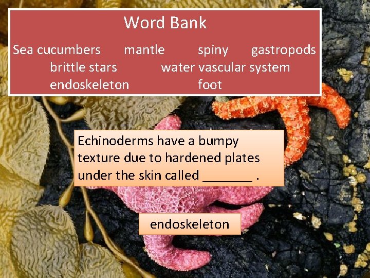 Word Bank Sea cucumbers mantle spiny gastropods brittle stars water vascular system endoskeleton foot
