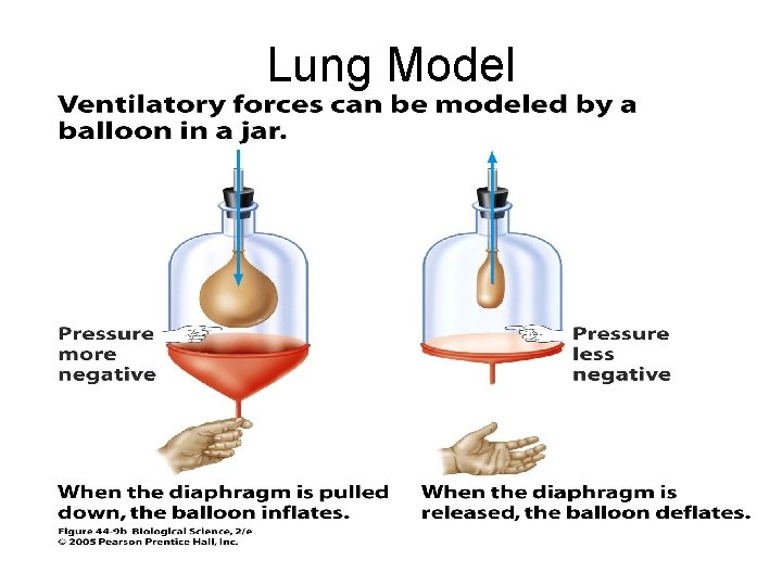 Lung Model 