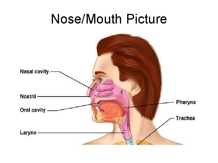 Nose/Mouth Picture 