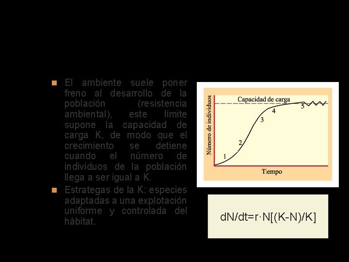 Crecimiento logístico (estrategas de la k) El ambiente suele poner freno al desarrollo de