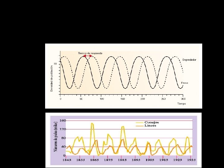 Gráfica de fluctuaciones del modelo depredador-presa 