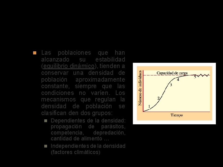 Regulación de la población Las poblaciones que han alcanzado su estabilidad (equilibrio dinámico), tienden