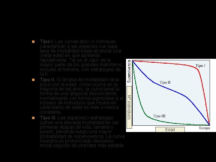 Curvas de supervivencia Nº individuos Tipo I. Las curvas tipo I o convexas caracterizan