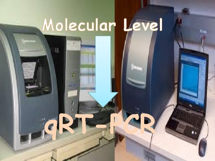 Molecular Level q. RT-PCR 