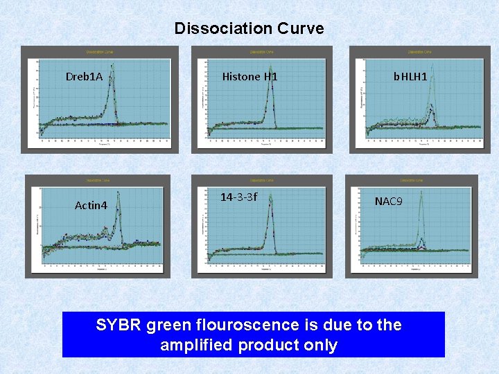 Dissociation Curve Dreb 1 A Actin 4 Histone H 1 14 -3 -3 f