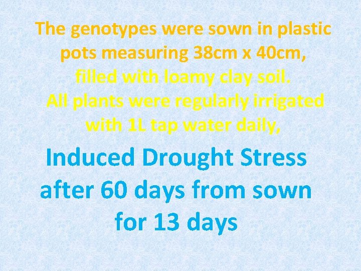 The genotypes were sown in plastic pots measuring 38 cm x 40 cm, filled