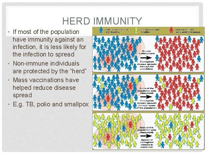 HERD IMMUNITY • If most of the population have immunity against an infection, it