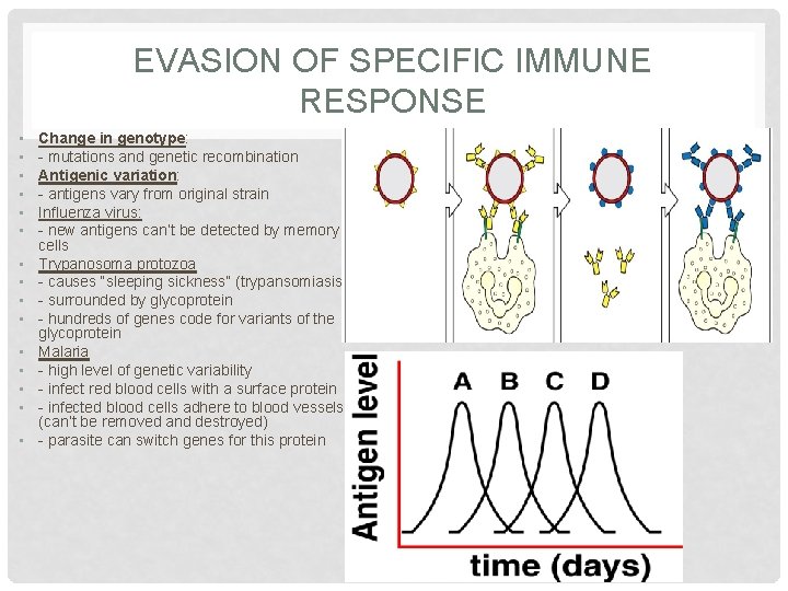 EVASION OF SPECIFIC IMMUNE RESPONSE • • • • Change in genotype: - mutations