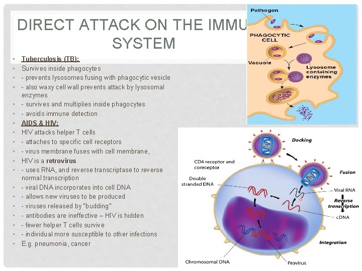 DIRECT ATTACK ON THE IMMUNE SYSTEM • • • • • Tuberculosis (TB): Survives