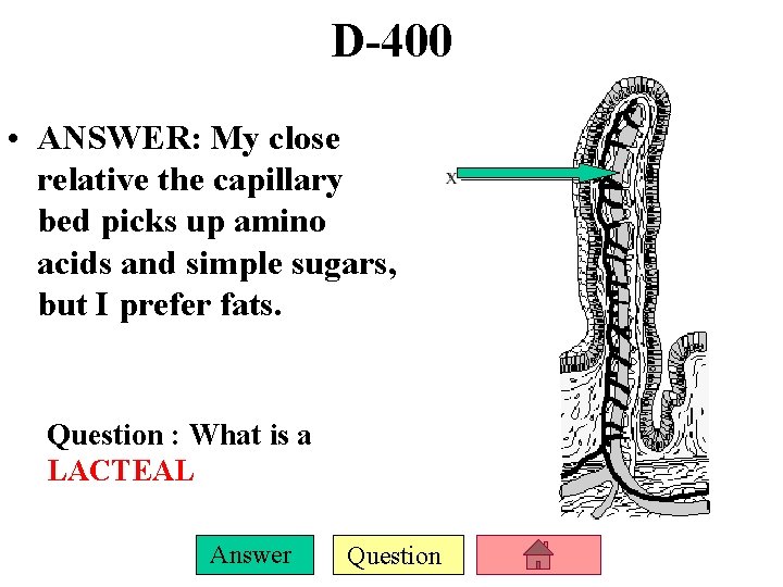 D-400 • ANSWER: My close relative the capillary bed picks up amino acids and