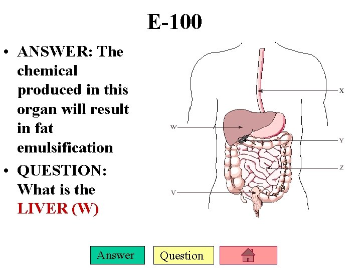 E-100 • ANSWER: The chemical produced in this organ will result in fat emulsification