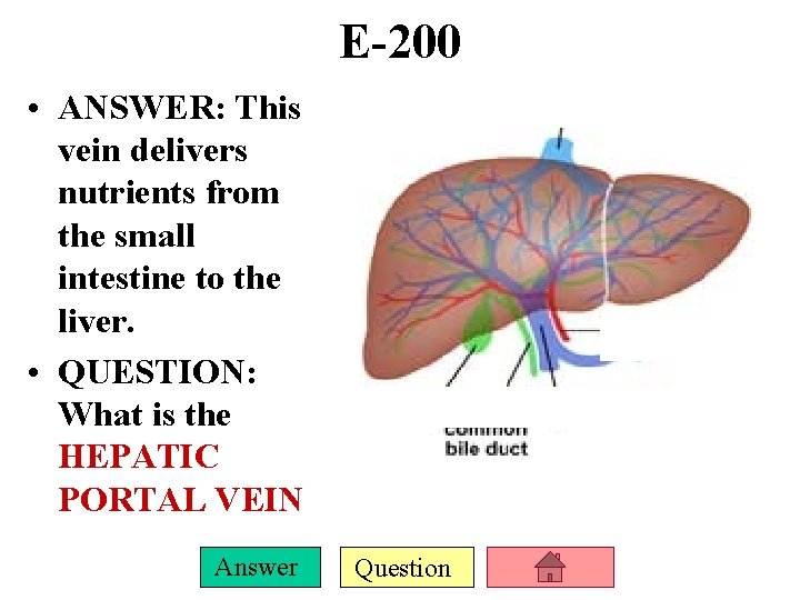 E-200 • ANSWER: This vein delivers nutrients from the small intestine to the liver.