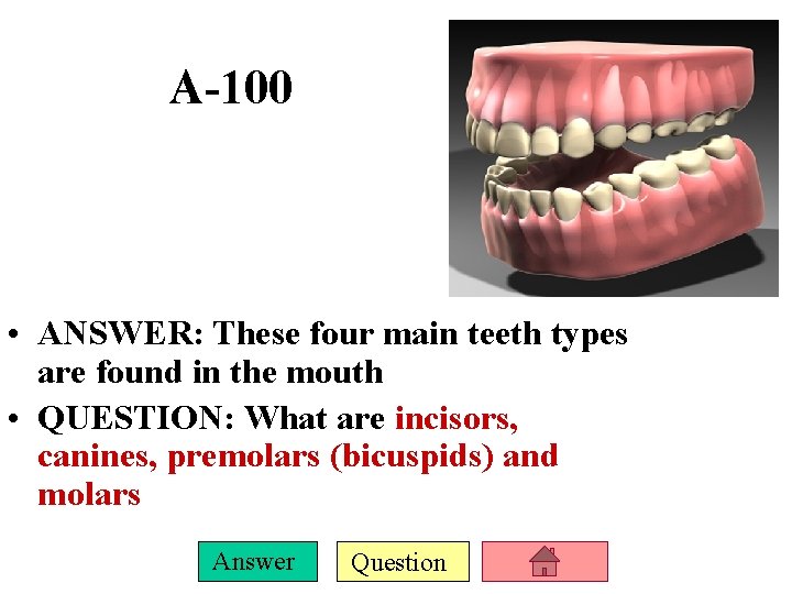 A-100 • ANSWER: These four main teeth types are found in the mouth •