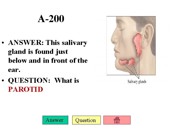 A-200 • ANSWER: This salivary gland is found just below and in front of