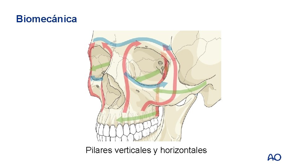 Biomecánica Pilares verticales y horizontales 