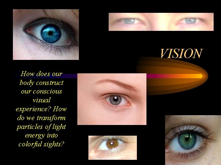 VISION How does our body construct our conscious visual experience? How do we transform