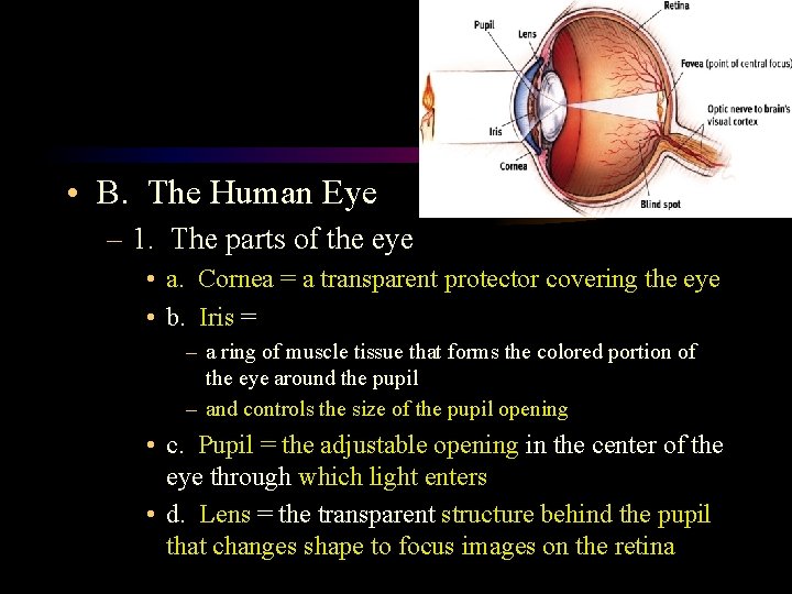  • B. The Human Eye – 1. The parts of the eye •