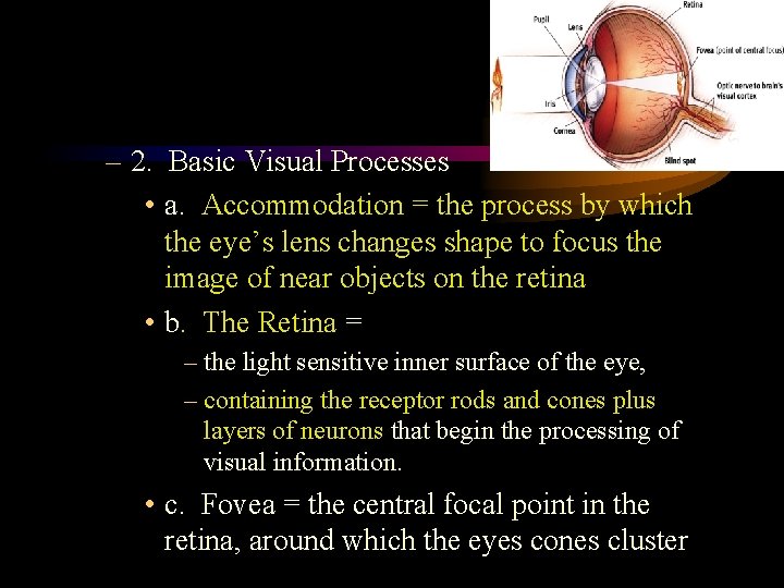 – 2. Basic Visual Processes • a. Accommodation = the process by which the