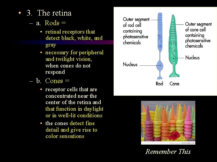  • 3. The retina – a. Rods = • retinal receptors that detect