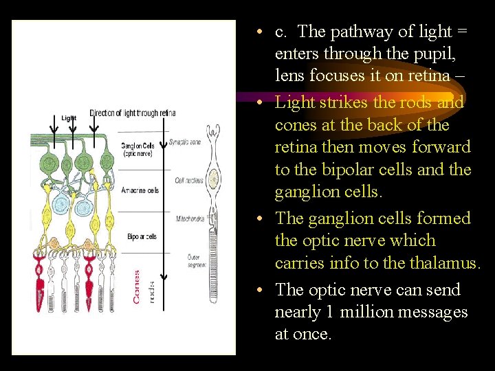  • c. The pathway of light = enters through the pupil, lens focuses