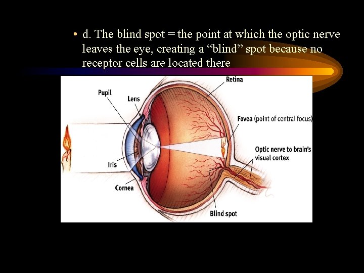  • d. The blind spot = the point at which the optic nerve