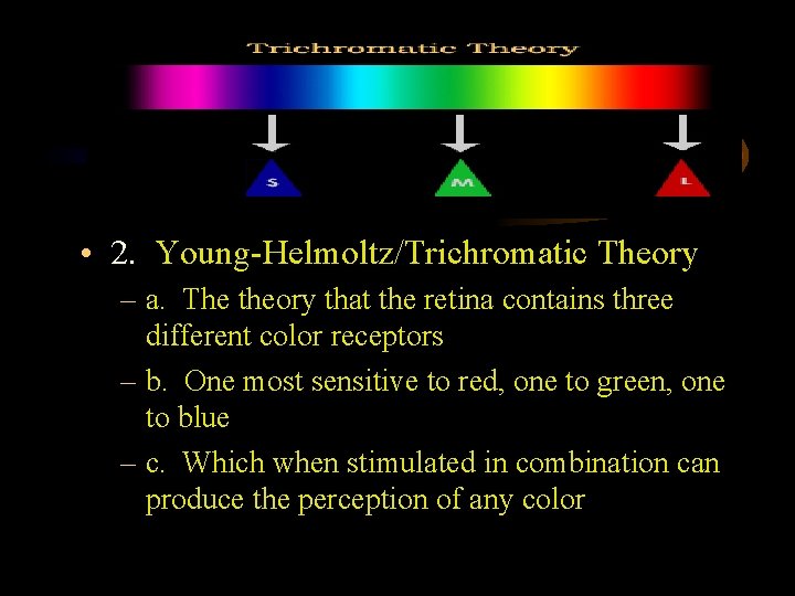  • 2. Young-Helmoltz/Trichromatic Theory – a. The theory that the retina contains three