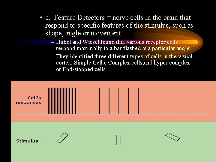  • c. Feature Detectors = nerve cells in the brain that respond to