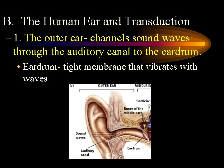 B. The Human Ear and Transduction – 1. The outer ear- channels sound waves
