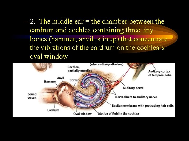 – 2. The middle ear = the chamber between the eardrum and cochlea containing