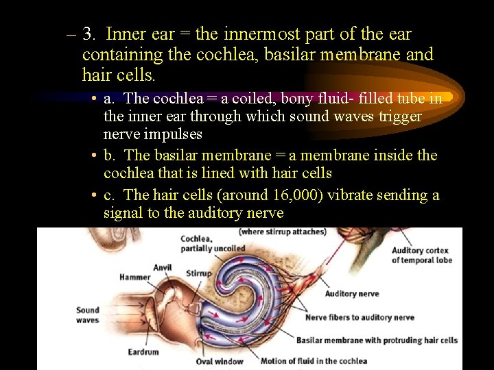 – 3. Inner ear = the innermost part of the ear containing the cochlea,