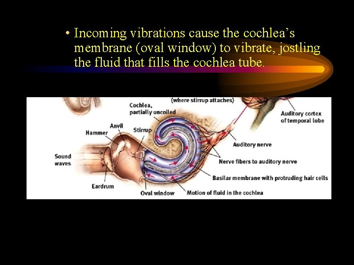  • Incoming vibrations cause the cochlea’s membrane (oval window) to vibrate, jostling the