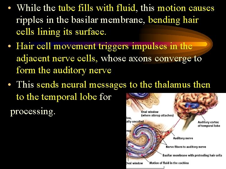  • While the tube fills with fluid, this motion causes ripples in the
