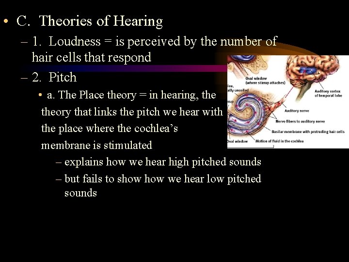  • C. Theories of Hearing – 1. Loudness = is perceived by the