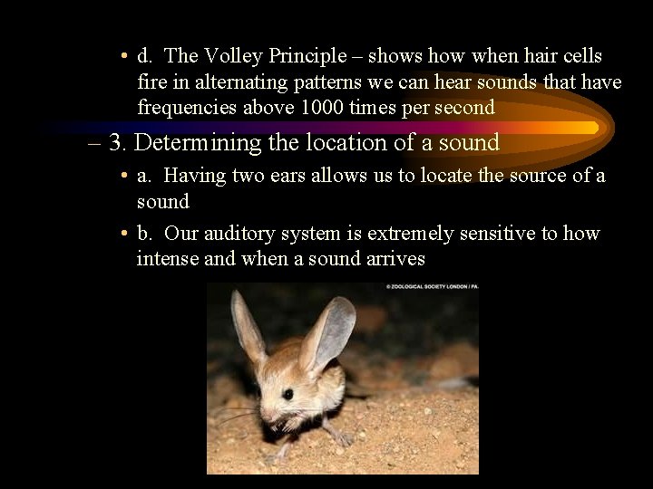  • d. The Volley Principle – shows how when hair cells fire in